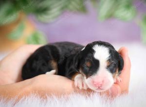 mini bernedoodle near Saint Louis MO