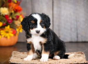 mini bernedoodle near Saint Louis MO