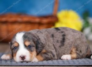 F1 mini bernedoodle near Chicago Illinois