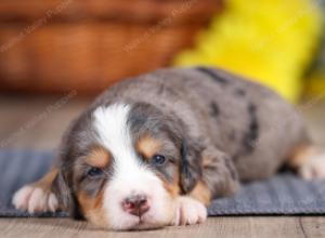 F1 mini bernedoodle near Chicago Illinois