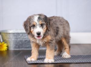 F1 mini bernedoodle near Chicago Illinois