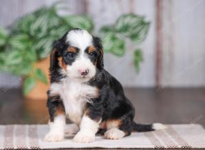 F1 mini bernedoodle near Chicago Illinois