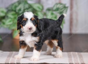 F1 mini bernedoodle near Chicago Illinois