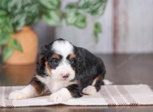 F1 mini bernedoodle near Chicago Illinois