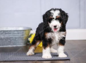 F1 mini bernedoodle near Chicago Illinois