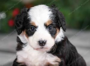 female mini bernedoodle near Chicago Illinois