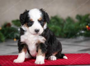 female mini bernedoodle near Chicago Illinois