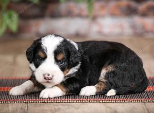 male mini bernedoodle near Chicago Illinois