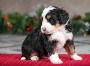 male mini bernedoodle near Chicago Illinois