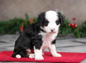 male mini bernedoodle near Chicago Illinois