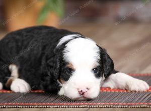 male mini bernedoodle near Chicago Illinois