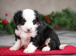 male mini bernedoodle near Chicago Illinois