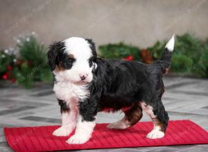 male mini bernedoodle near Chicago Illinois