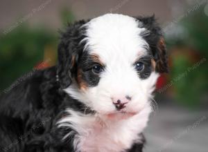 male mini bernedoodle near Chicago Illinois