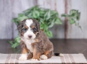 F1 mini bernedoodle near Chicago Illinois