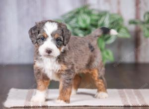 F1 mini bernedoodle near Chicago Illinois