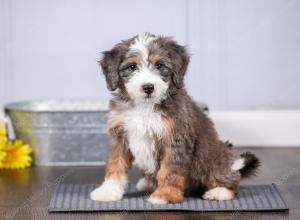 F1 mini bernedoodle near Chicago Illinois