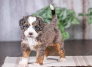 F1 mini bernedoodle near Chicago Illinois