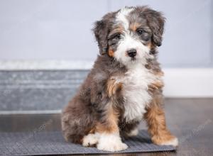 F1 mini bernedoodle near Chicago Illinois