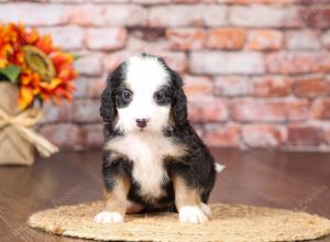 tri-colored mini bernedoodle near Chicago Illinois