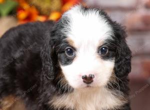 tri-colored mini bernedoodle near Chicago Illinois