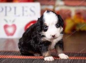 tri-colored mini bernedoodle near Chicago Illinois