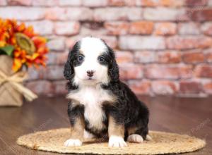 tri-colored mini bernedoodle near Chicago Illinois