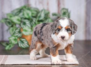 F1 mini bernedoodle near Chicago Illinois