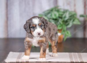 F1 mini bernedoodle near Chicago Illinois