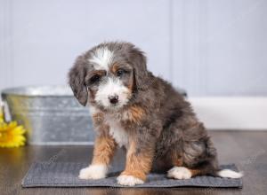 F1 mini bernedoodle near Chicago Illinois