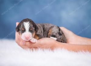 F1 mini bernedoodle near Chicago Illinois