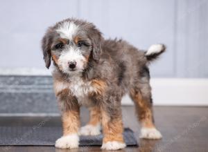 F1 mini bernedoodle near Chicago Illinois