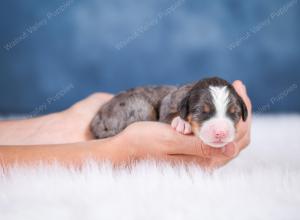 F1 mini bernedoodle near Chicago Illinois