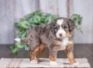 F1 mini bernedoodle near Chicago Illinois