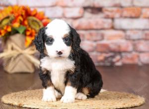 tri-colored mini bernedoodle near Chicago Illinois