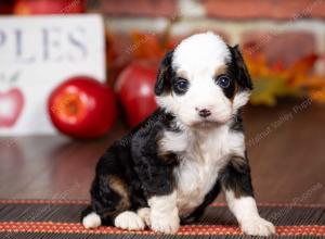 tri-colored mini bernedoodle near Chicago Illinois