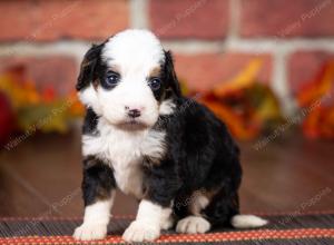 tri-colored mini bernedoodle near Chicago Illinois