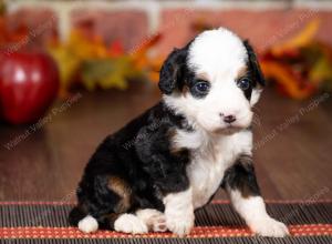 tri-colored mini bernedoodle near Chicago Illinois