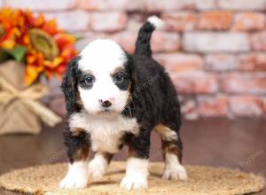 tri-colored mini bernedoodle near Chicago Illinois