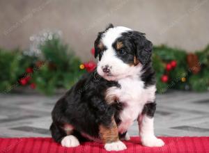 male mini bernedoodle near Chicago Illinois