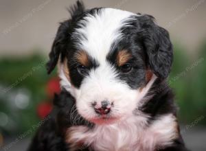 male mini bernedoodle near Chicago Illinois