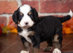 tri-colored mini bernedoodle near Chicago Illinois