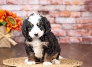 tri-colored mini bernedoodle near Chicago Illinois