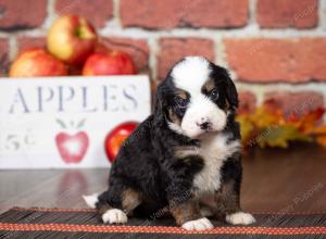 tri-colored mini bernedoodle near Chicago Illinois