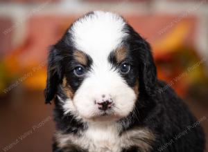 tri-colored mini bernedoodle near Chicago Illinois