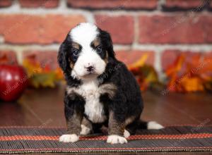 tri-colored mini bernedoodle near Chicago Illinois