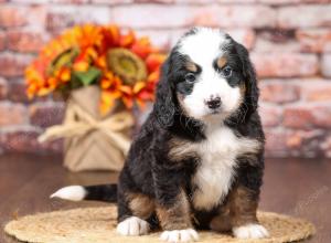 tri-colored mini bernedoodle near Chicago Illinois