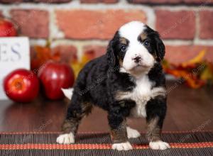 tri-colored mini bernedoodle near Chicago Illinois