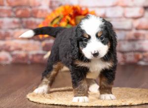 tri-colored mini bernedoodle near Chicago Illinois