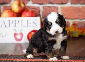 tri-colored mini bernedoodle near Chicago Illinois